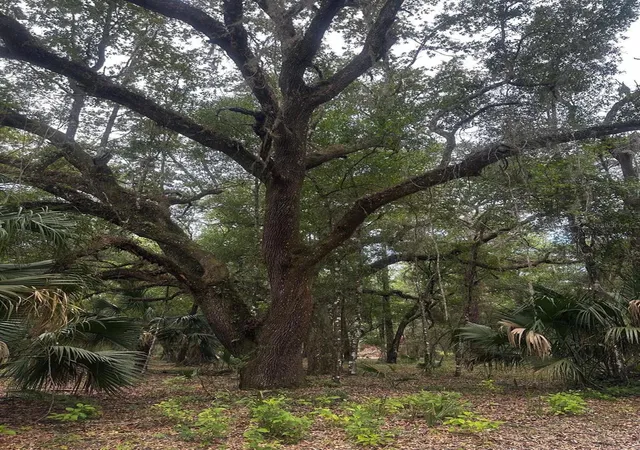Photo 4 of Land for sale at Lot NE 1 127th Street, Fort Mc Coy, FL 32134 | MLS# O6433294 | Listing updated on 2026-08-18
