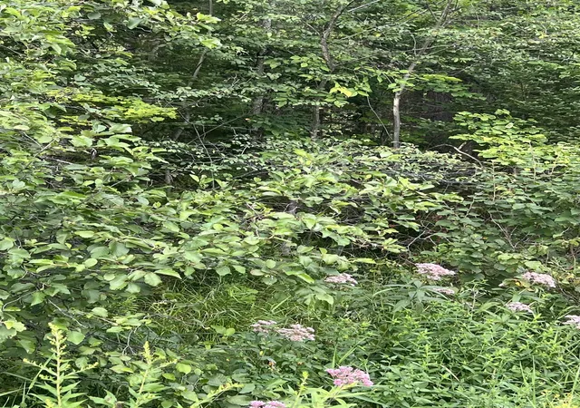 4th image of 0 Nh Route 4 Route, Canaan, NH 03741 | MLS# 5104045