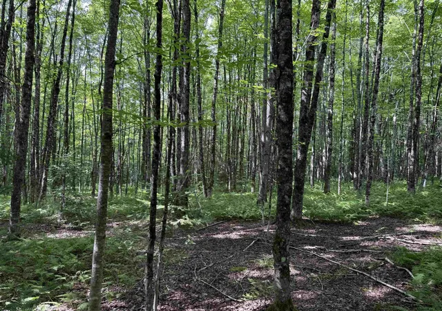 Photo 4 of Land for sale at 1103 North Rd, Eden, VT 05652 | MLS# 5105154 | Listing updated on 2026-09-16