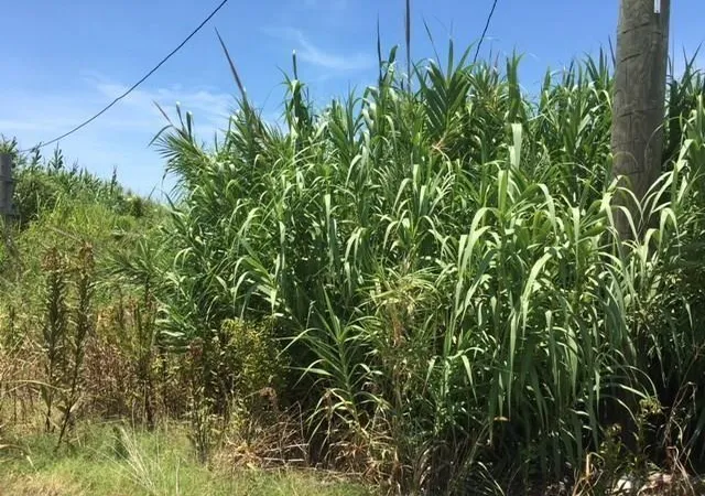 Photo 2 of Land for sale at 57178 Ridgeway Blvd, New Orleans, LA 70129 | MLS# 2501254 | Listing updated on 2026-08-22