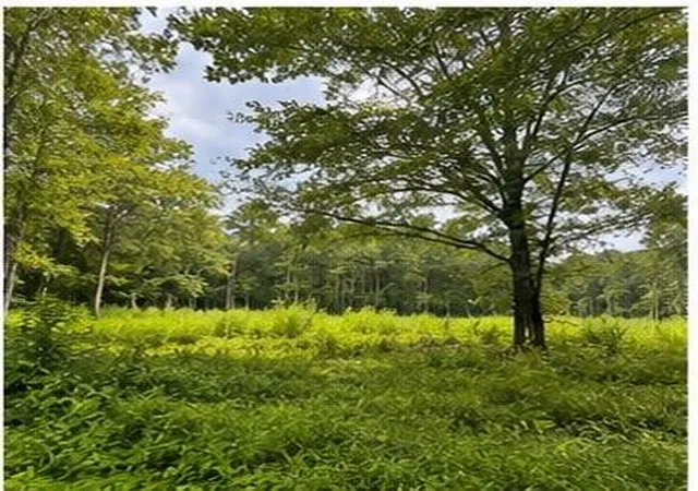 Photo 3 of Land for sale at 105 Hialeah Dr, Bush, LA 70431 | MLS# 2570986 | Listing updated on 2026-08-13