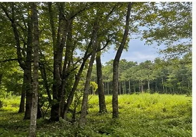 Photo 4 of Land for sale at 105 Hialeah Dr, Bush, LA 70431 | MLS# 2570986 | Listing updated on 2026-08-13
