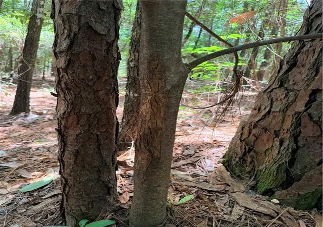 Photo 22 of Land for sale at Rolling Pines Rd, Amite, LA 70422 | MLS# 2573313 | Listing updated on 2026-08-19