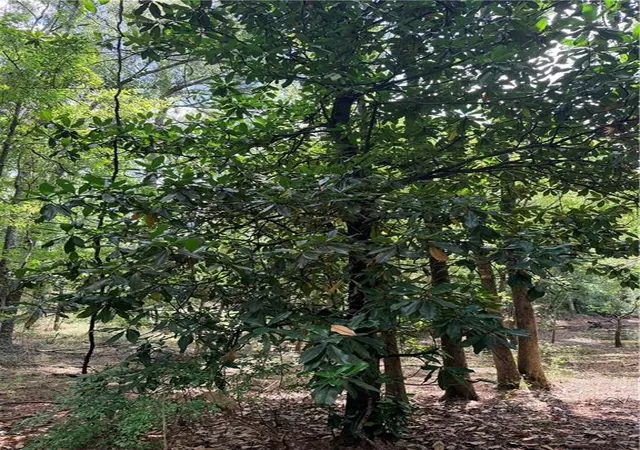 Photo 28 of Land for sale at La 38 Hwy, Kentwood, LA 70444 | MLS# 2573323 | Listing updated on 2026-08-20