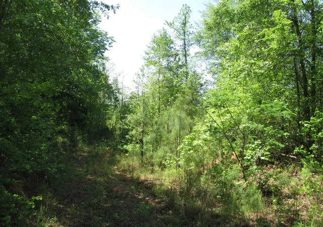 Photo 13 of Land for sale at 0 Kincaid Brg Rd, Winnsboro, SC 29180 | MLS# SPN339498 | Listing updated on 2026-07-18