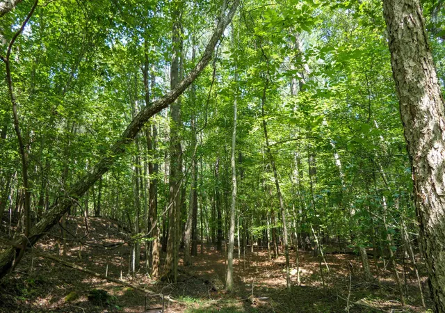Photo 3 of Land for sale at 116 Meansville, Union, SC 29379 | MLS# SPN340436 | Listing updated on 2026-08-13