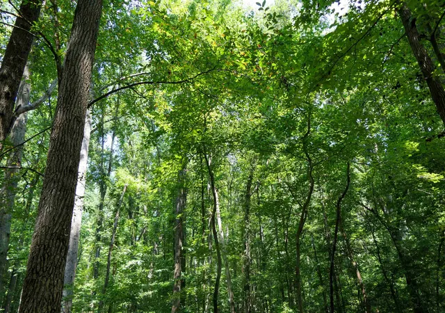Photo 4 of Land for sale at 116 Meansville, Union, SC 29379 | MLS# SPN340436 | Listing updated on 2026-08-13
