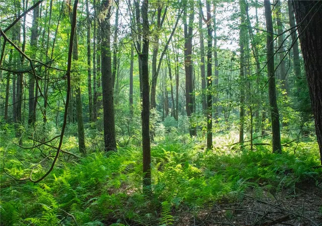 Photo 5 of Land for sale at 590 Cranberry Crk Rd, Cresco, PA 18326 | MLS# 782456 | Listing updated on 2026-08-11