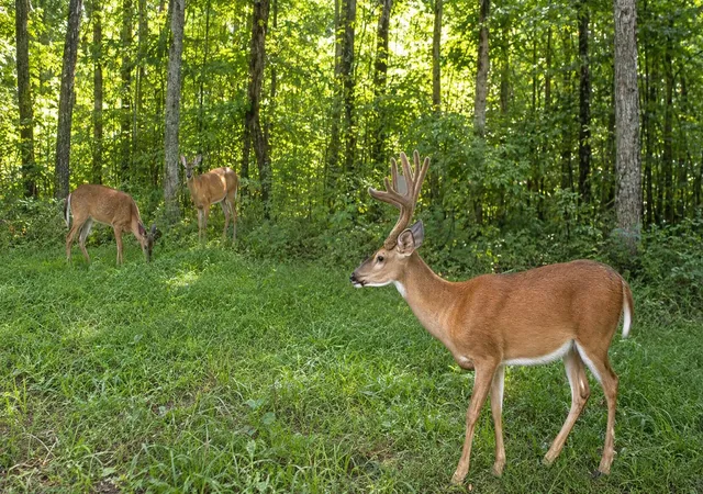 Photo 100 of Land for sale at 466 Santifee Anderson Rd, Greensburg, KY 42743 | MLS# 26022670 | Listing updated on 2026-08-30