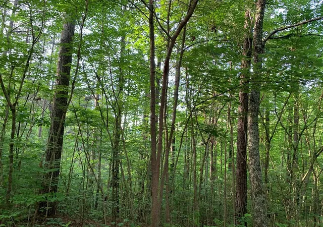 Photo 2 of Land for sale at Lot 43 Kestrel Ridge Cir, Murphy, NC 28906 | MLS# 98543700 | Listing updated on 2026-08-19