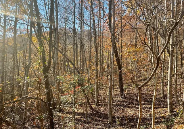 Photo 2 of Land for sale at Lot 41c Ash Branch Cir, Hayesville, NC 28904 | MLS# 98524976 | Listing updated on 2026-08-19