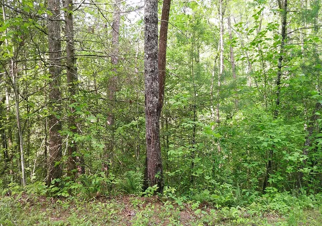 Photo 12 of Land for sale at Lot 9 Mcdonald Rd, Murphy, NC 28906 | MLS# 98544501 | Listing updated on 2026-08-19
