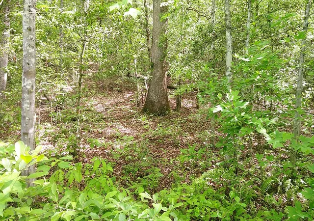 Photo 5 of Land for sale at Lot 9 Mcdonald Rd, Murphy, NC 28906 | MLS# 98544501 | Listing updated on 2026-08-19