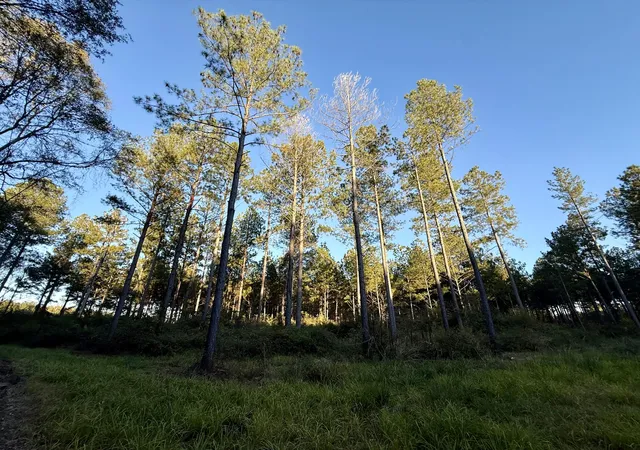 Photo 2 of Land for sale at 0 Christian Rd, Mc Cormick, SC 29835 | MLS# 98254573 | Listing updated on 2026-08-18