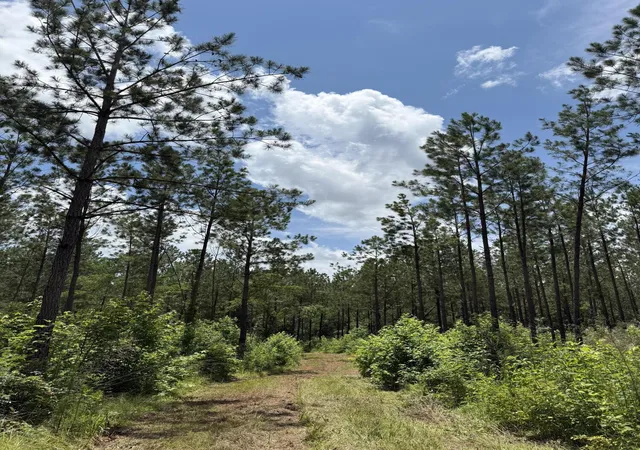 Photo 3 of Land for sale at 0 Christian Rd, Mc Cormick, SC 29835 | MLS# 98254573 | Listing updated on 2026-08-18