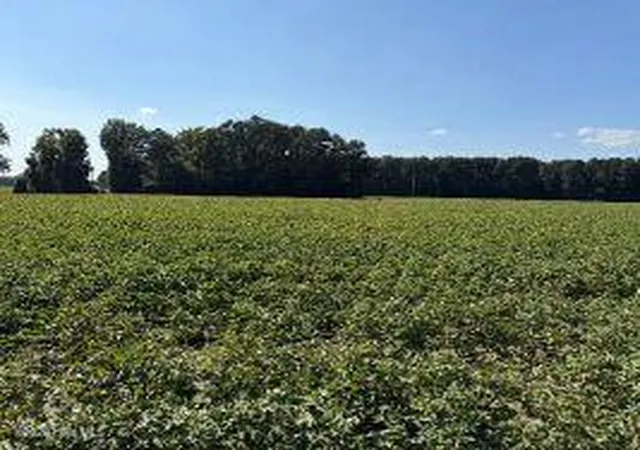 Photo 2 of Land for sale at 1400 Holly Springs Church Rd, Williamston, NC 27892 | MLS# 100598907 | Listing updated on 2026-08-31