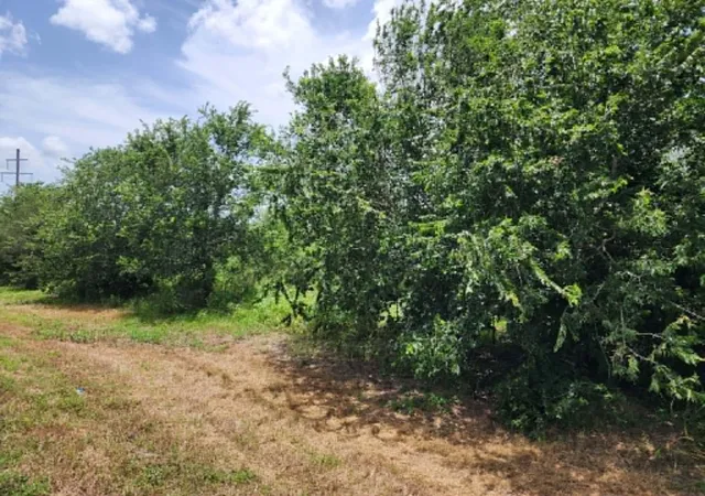 5th image of 000 Fm 466 St, Cost, TX 78614 | MLS# 9162472