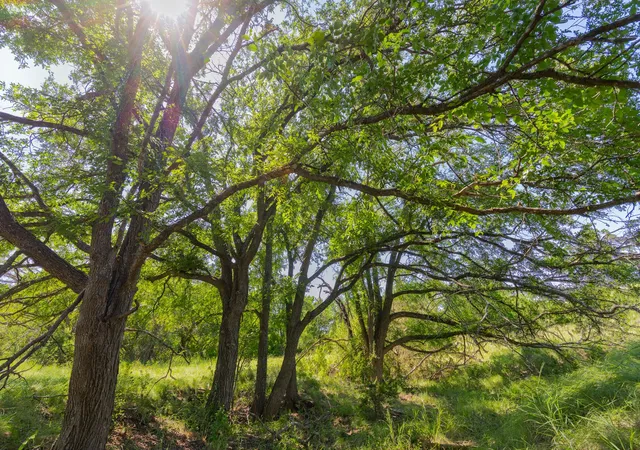 4th image of Tbd County Road 180 Mesquite Hollow Ranch Rd, Purmela, TX 76566 | MLS# 1042698