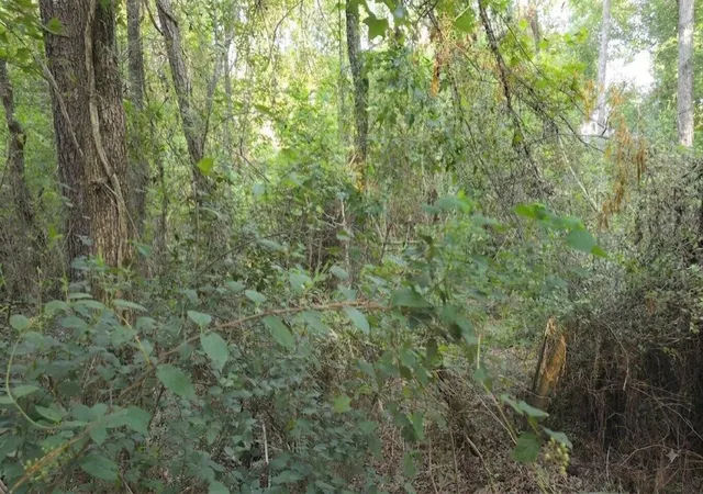 7th image of 0 Bones Way Ln, Shepherd, TX 77371 | MLS# 47731771