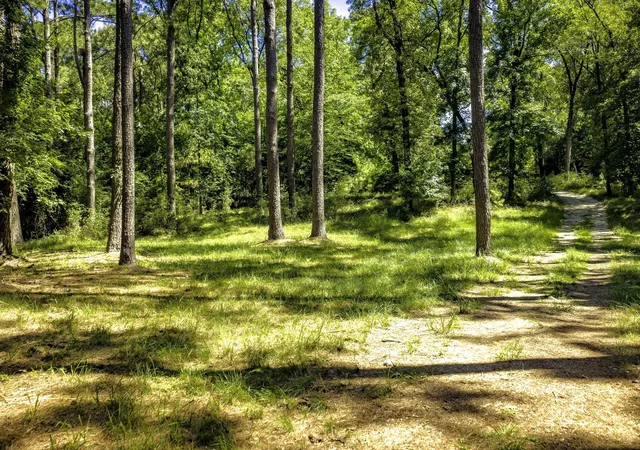 Photo 3 of Land for sale at Tbd Pine Cir, Trinity, TX 75862 | MLS# 49470862 | Listing updated on 2026-08-14