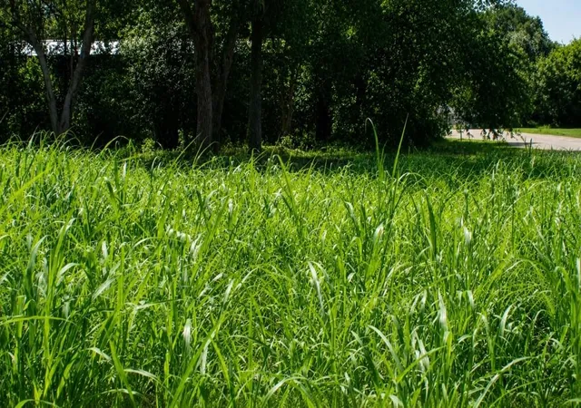 1st image of Lot 6 Sw Blk 1st Ave, Waelder, TX 78959 | MLS# 78711552