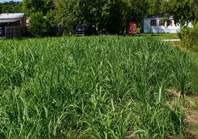 2nd image of Lot 6 Sw Blk 1st Ave, Waelder, TX 78959 | MLS# 78711552
