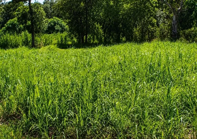 4th image of Lot 6 Sw Blk 1St Ave, Waelder, TX 78959 | MLS# 78711552