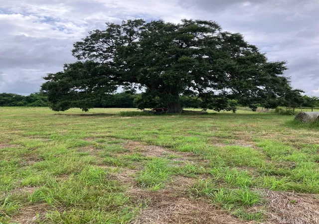 Photo 4 of Sale Pending at 728 County Rd 164, Boling, TX 77420 | MLS# 78339224 | Listing updated on 2026-09-19
