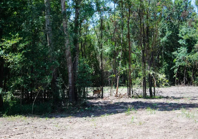Photo 1 of Land for sale at 15+/  Acres Greenbriar Rd, Madisonville, TX 77864 | MLS# 92056898 | Listing updated on 2026-08-15