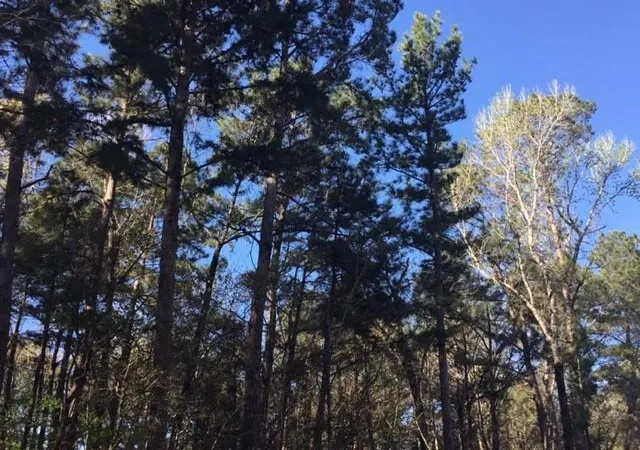 Photo 2 of Land for sale at 310 Johnson Dr, Livingston, TX 77351 | MLS# 40965359 | Listing updated on 2026-08-14