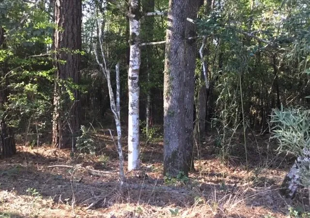 Photo 3 of Land for sale at 310 Johnson Dr, Livingston, TX 77351 | MLS# 40965359 | Listing updated on 2026-08-14