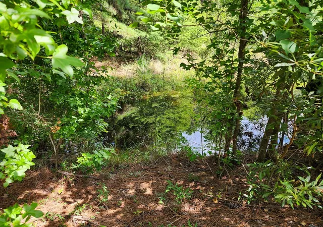 Photo 3 of Land for sale at 216 Private Rd 6046, Burkeville, TX 75932 | MLS# 44572851 | Listing updated on 2026-09-08