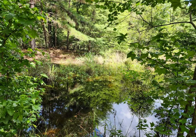Photo 3 of Land for sale at 216 Private Rd 6046, Burkeville, TX 75932 | MLS# 44572851 | Listing updated on 2026-09-08