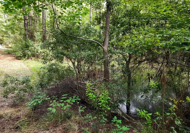 Photo 4 of Land for sale at 216 Private Rd 6046, Burkeville, TX 75932 | MLS# 44572851 | Listing updated on 2026-09-08