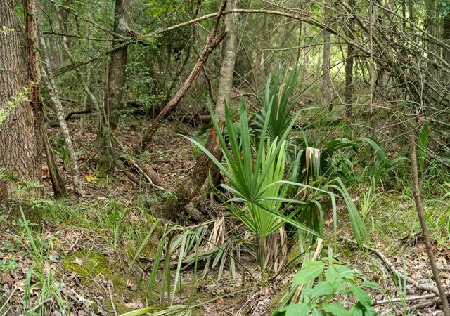 3rd image of 000 Us Hwy 190, Woodville, TX 75979 | MLS# 94482998