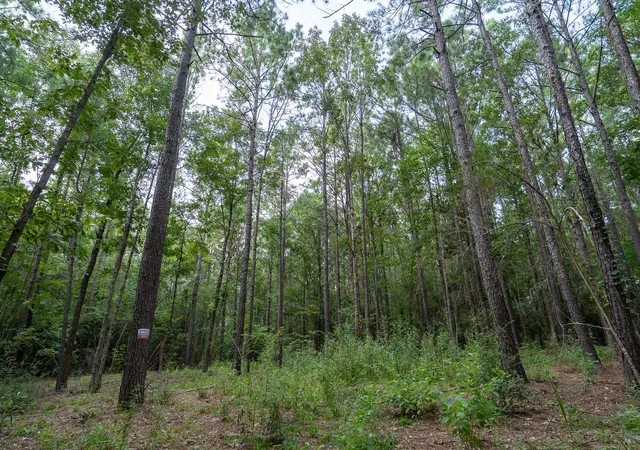 4th image of 000 Us Hwy 190, Woodville, TX 75979 | MLS# 94482998