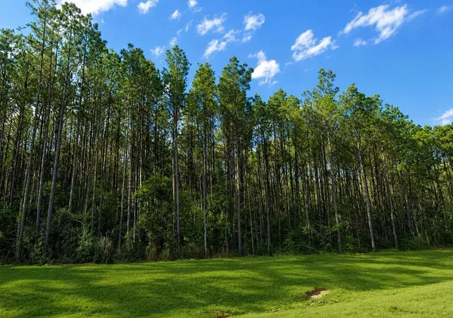 Photo 3 of Land for sale at 12856 Oak Barrel Rd, Willis, TX 77378 | MLS# 64045954 | Listing updated on 2026-08-15