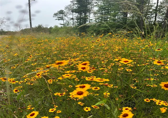 Photo 1 of Land for sale at 00 Timber Ranch Rd, Apple Springs, TX 75926 | MLS# 81717646 | Listing updated on 2026-08-21