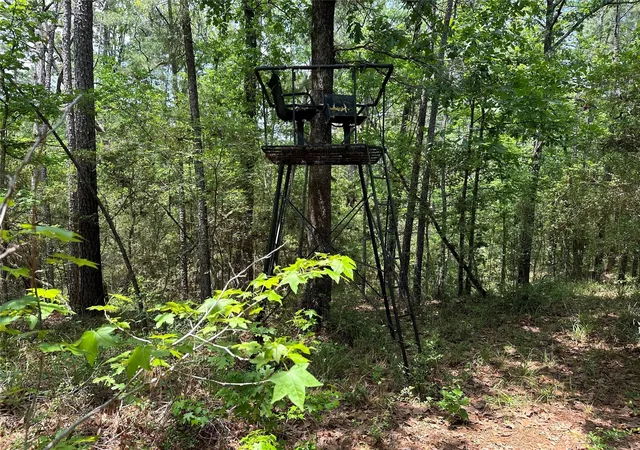 Photo 3 of Land for sale at 00 Timber Ranch Rd, Apple Springs, TX 75926 | MLS# 81717646 | Listing updated on 2026-08-21