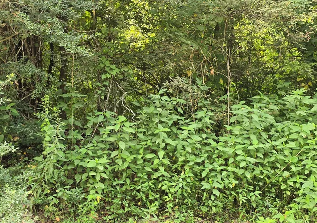Photo 4 of Land for sale at 00 County Rd 2500, Liberty, TX 77575 | MLS# 62077492 | Listing updated on 2026-08-10