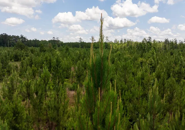 27th image of Tbd 18 Cr 4210, Woodville, TX 75979 | MLS# 84524131