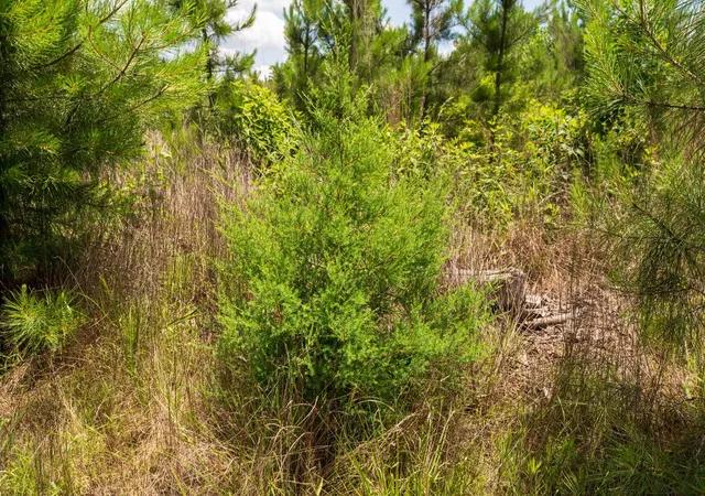 4th image of Tbd 18 Cr 4210, Woodville, TX 75979 | MLS# 84524131