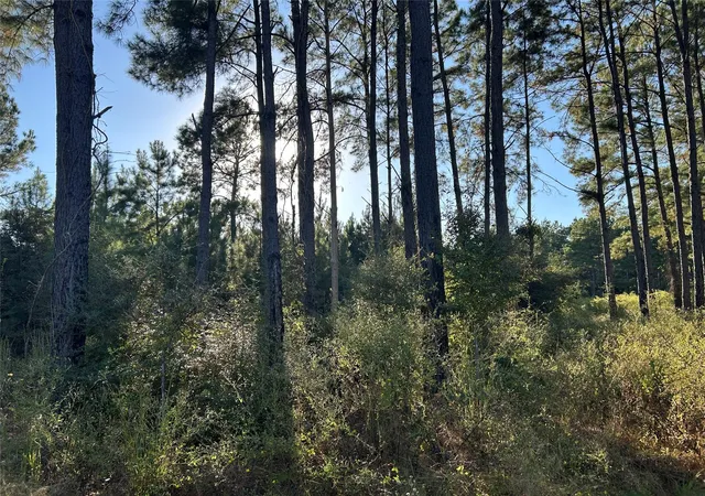 Photo 3 of Land for sale at Tract 12 Fm 230, Trinity, TX 75862 | MLS# 88459679 | Listing updated on 2026-09-09