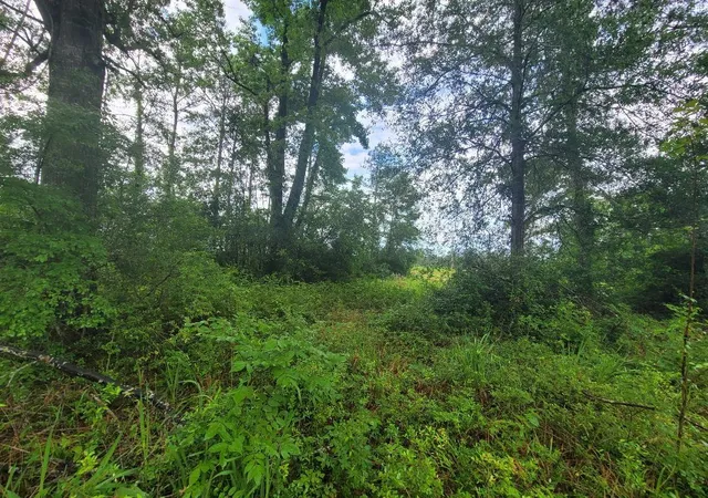 Photo 3 of Land for sale at 0000 Fm 1012, Newton, TX 75966 | MLS# 10628488 | Listing updated on 2026-08-12