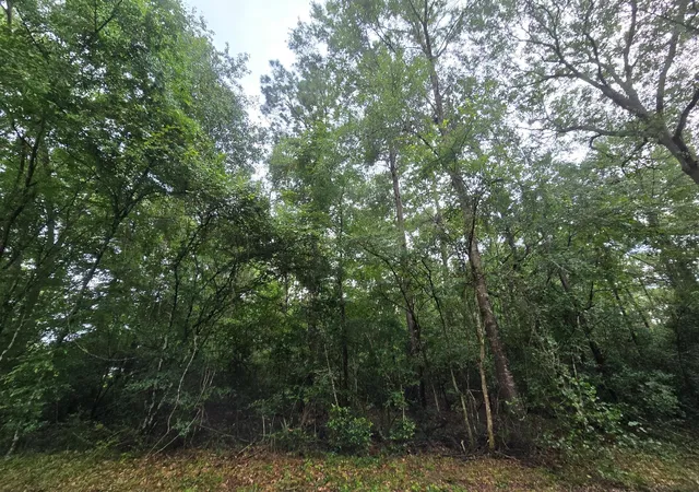 Photo 4 of Land for sale at 1208 County Rd 377, Cleveland, TX 77327 | MLS# 351416 | Listing updated on 2026-08-12