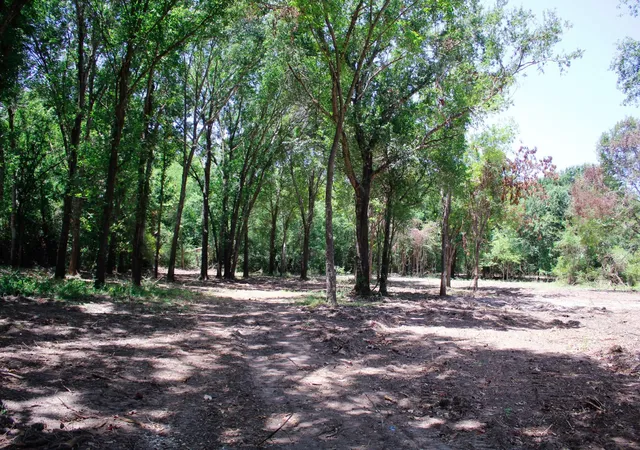 Photo 2 of Land for sale at 13 +/- Acres Greenbriar Rd, Madisonville, TX 77864 | MLS# 46069084 | Listing updated on 2026-08-25
