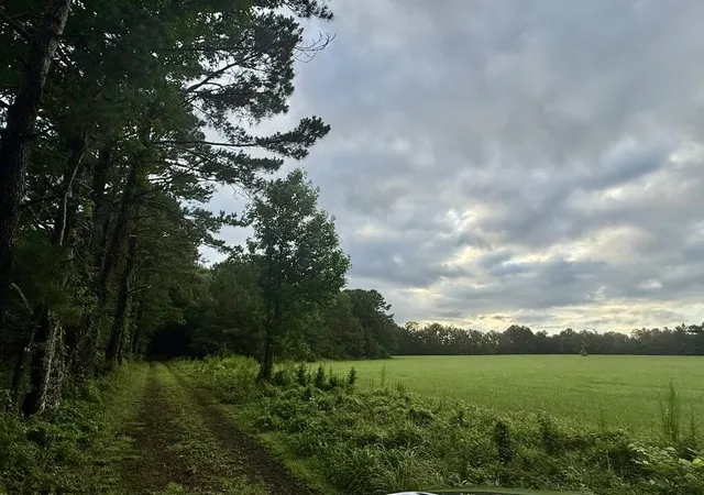 16th image of 8ac Co Rd 317, Magnolia Springs, TX 75956 | MLS# 49129782