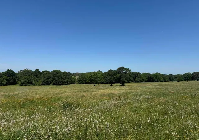 26th image of Tract #10 Cr 305 Rd, Navasota, TX 77868 | MLS# 58191042