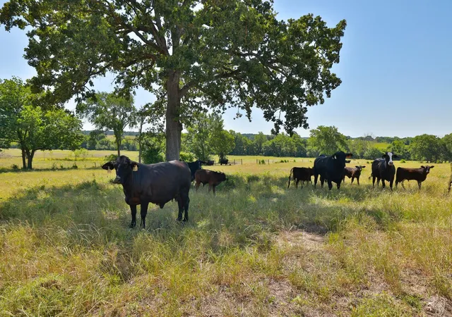 Photo 3 of Land for sale at Tract #10 Cr 305 Rd, Navasota, TX 77868 | MLS# 58191042 | Listing updated on 2026-08-11