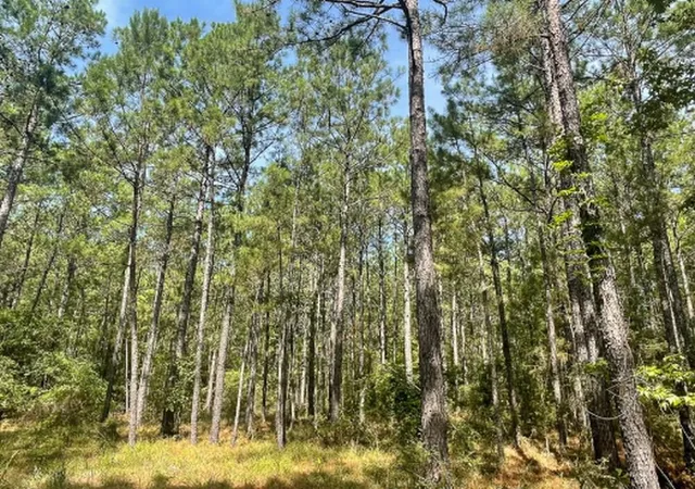 3rd image of 750 Private Road 8551, Broaddus, TX 75929 | MLS# 24008268